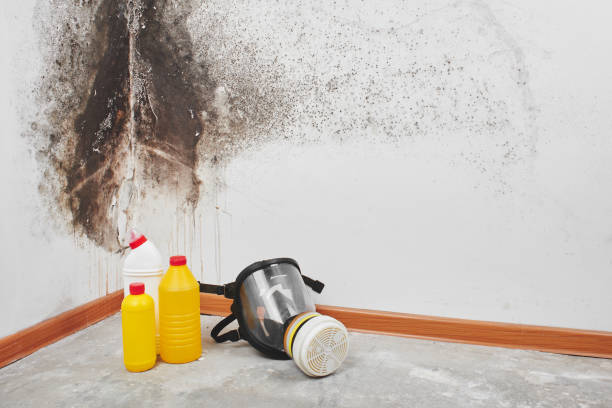 Best Mold Removal and Inspection  in Monrovia, CA