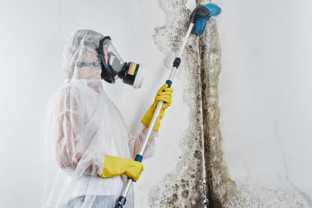 Best Mold Removal and Inspection  in Monrovia, CA