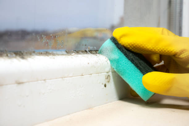 Professional Mold Removal in Monrovia, CA