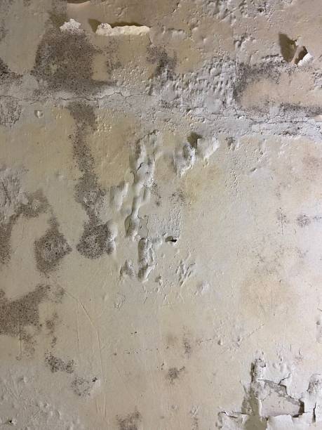 Best Mold Removal Near Me  in Monrovia, CA