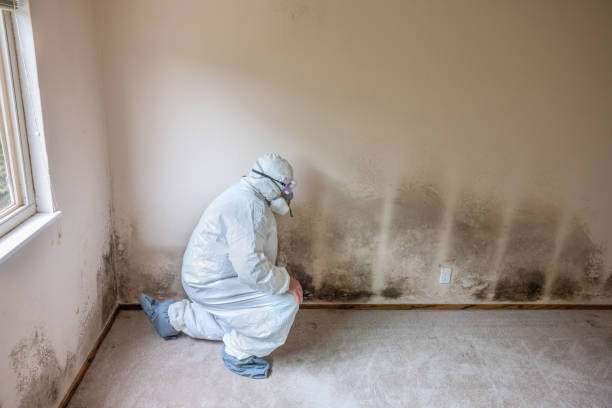 Best Attic Mold Removal  in Monrovia, CA