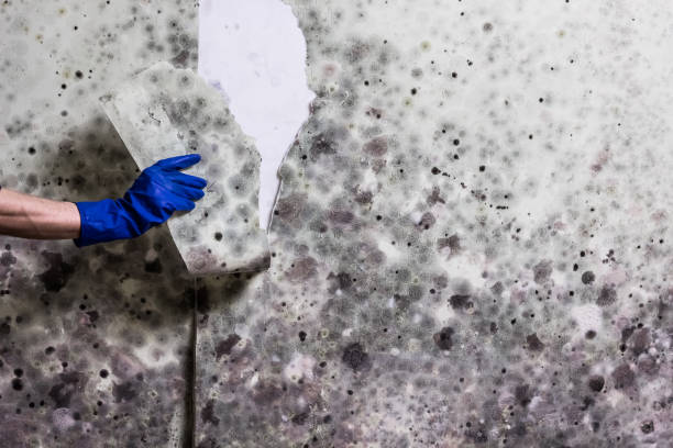 Mold Testing and Removal in Monrovia, CA